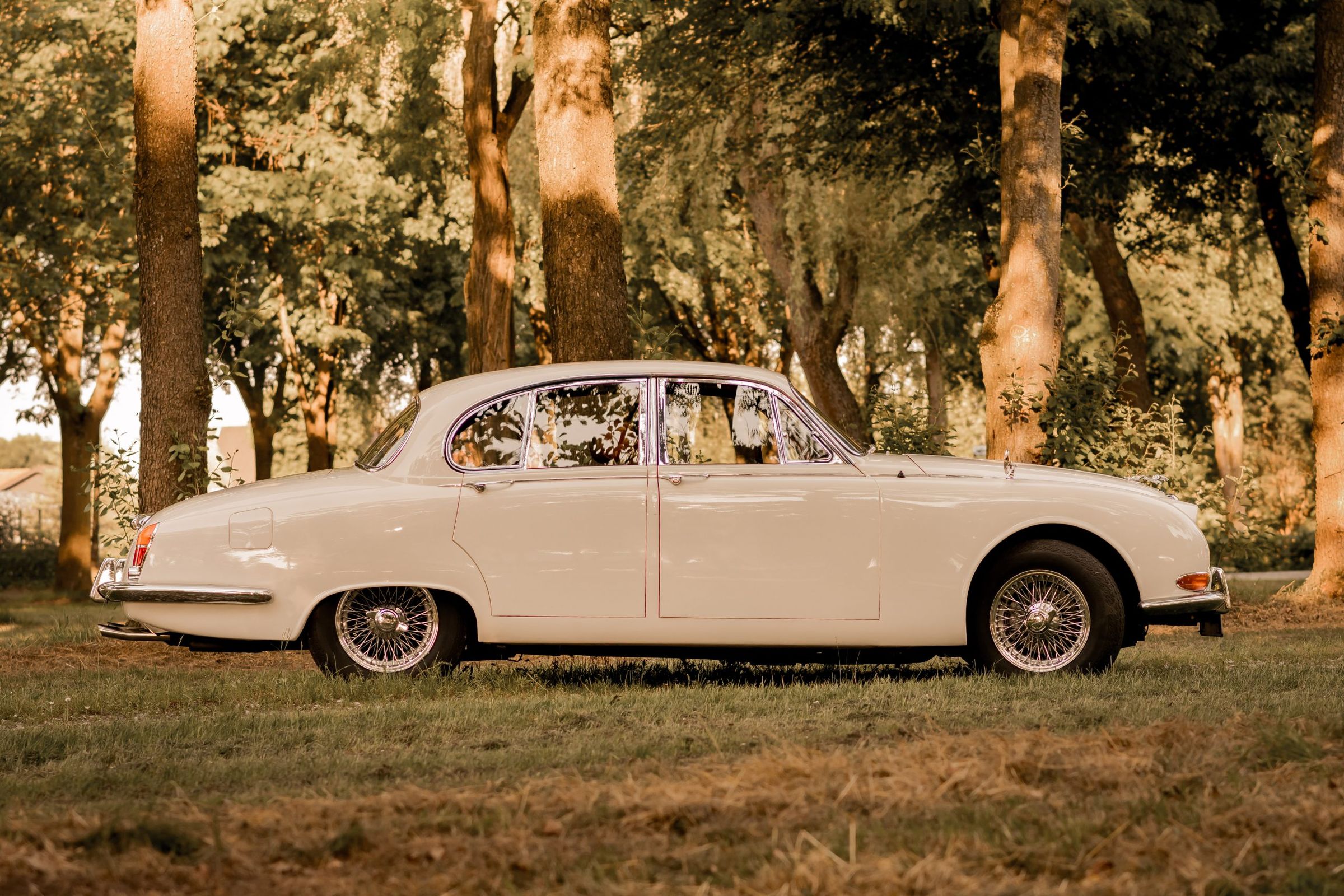 Der weiße Jaguar S-Type von 1966 im Abendlicht zwischen Birken